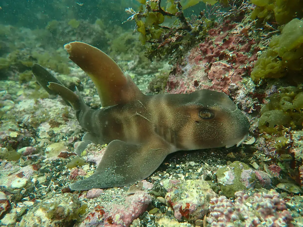 ネコザメの水中写真