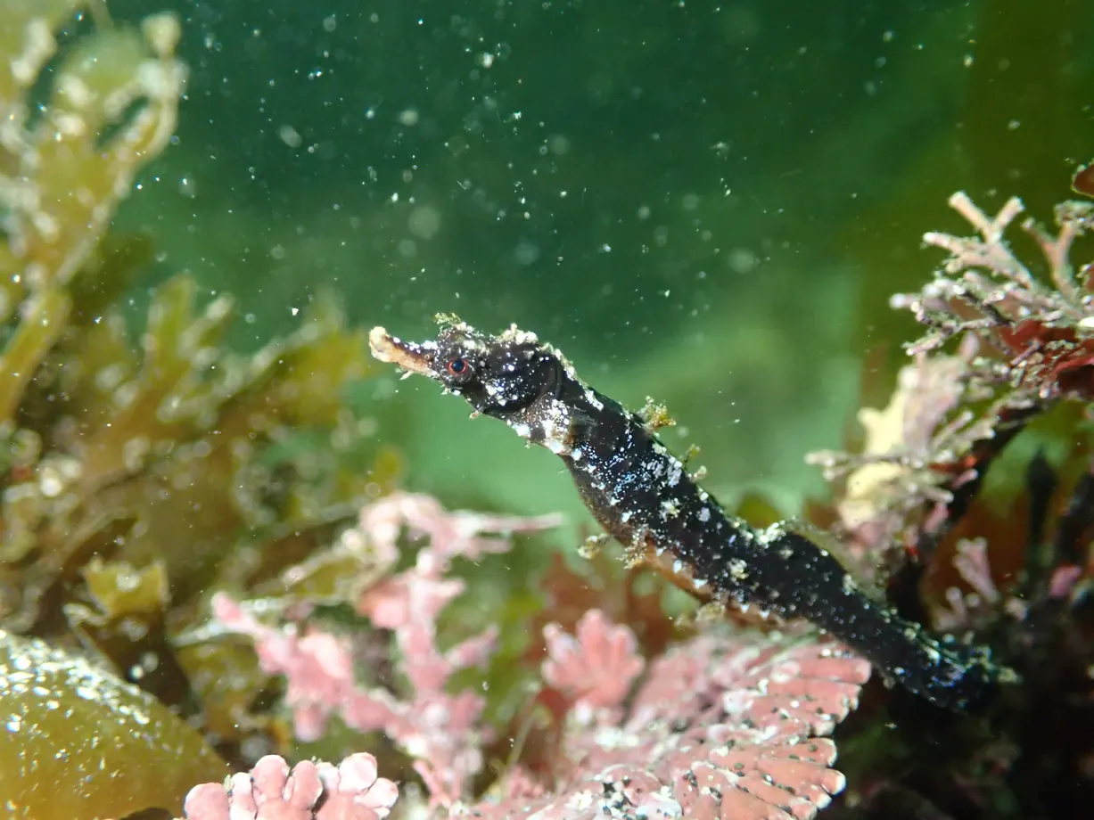 タツノイトコの水中写真